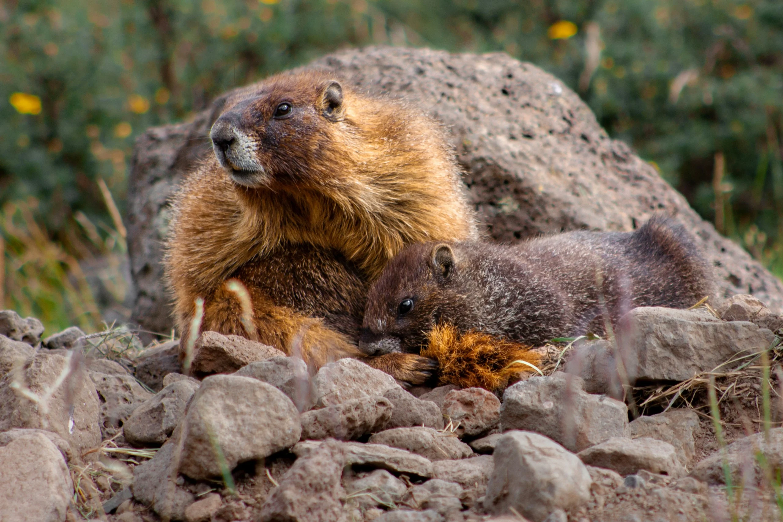 how to get rid of marmots